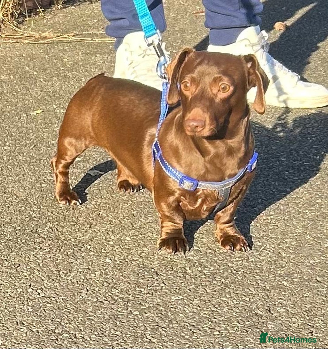 Miniature Dachshund dogs for stud: SOLID CHOCOLATE MINIATURE TINY DACHSHUND FOR STUD  - Advert 10