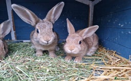 Mixed Breed rabbits for sale: Super cute bunny babies 🐰😍🐰 - Image 8