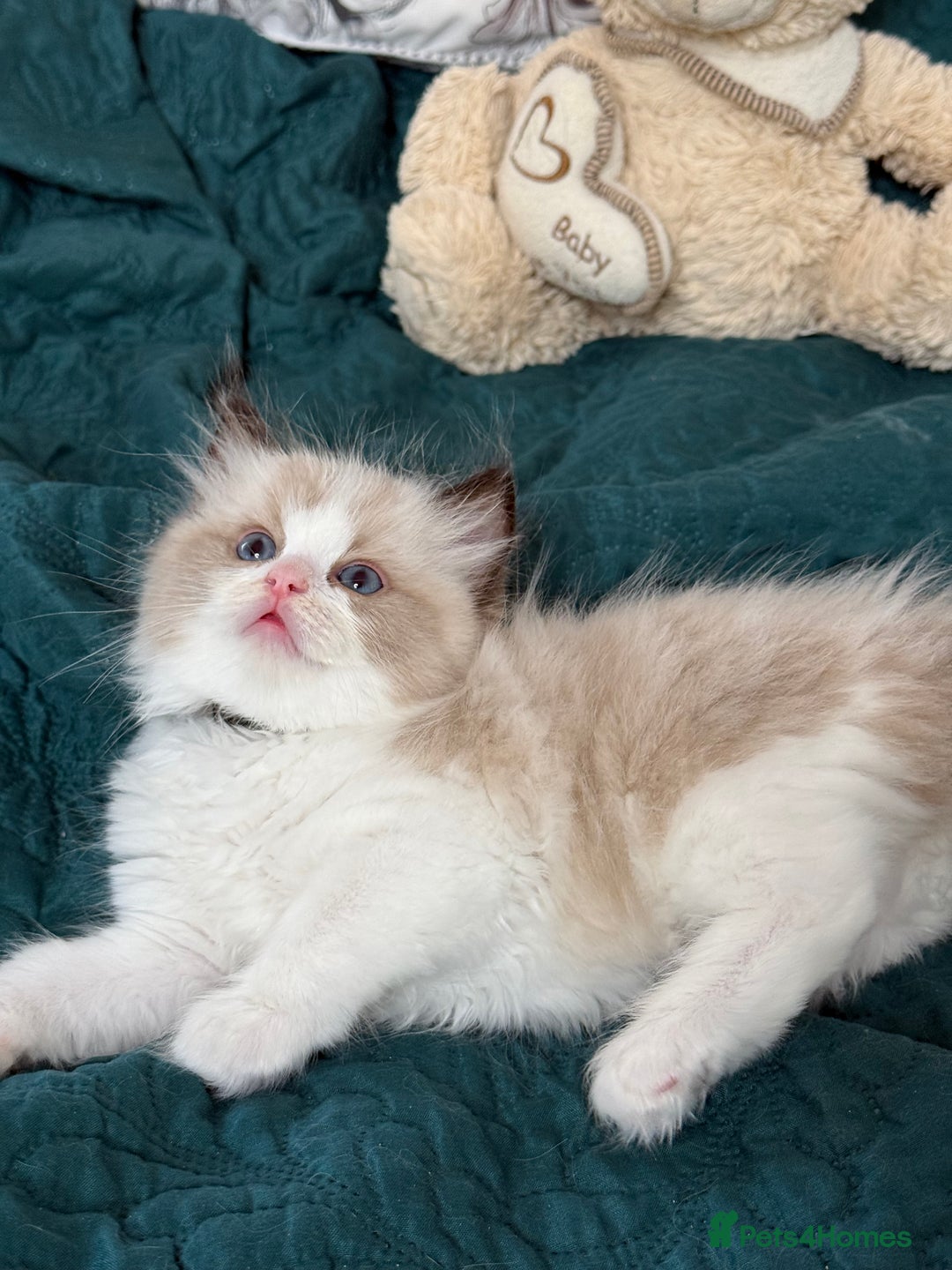 Ragdoll cats for sale: Beautiful Ragdoll kittens TICA - Advert 5