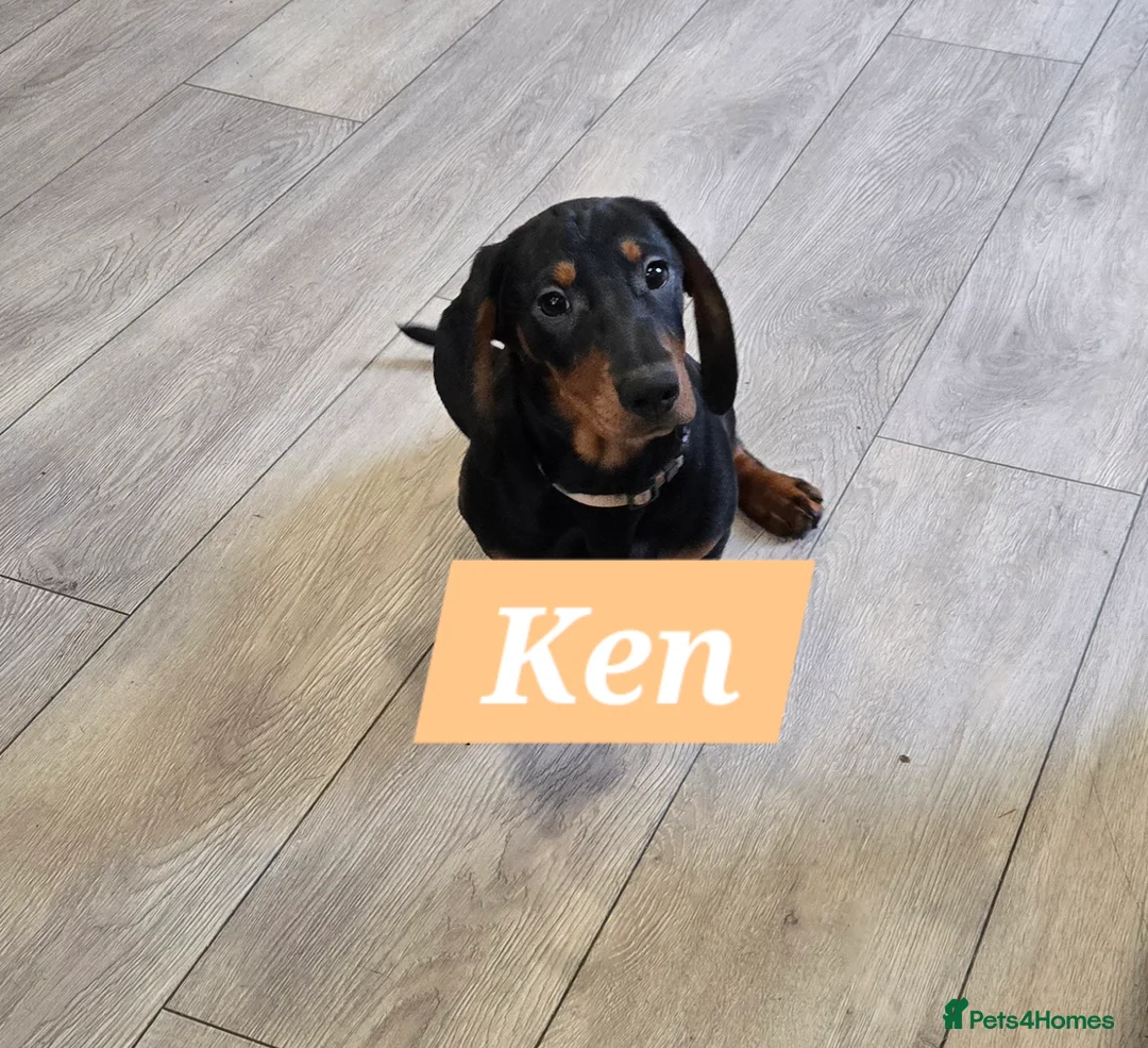 Dachshund dogs for sale: Beautiful Daxis - Advert 11