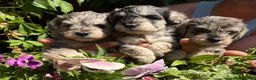 Schnoodle dogs for sale: Fancy a canoodle with a Schnoodle?! 😉 in Canterbury - Advert 4