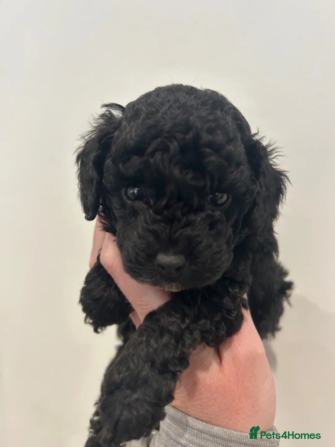 Cavapoo dogs for sale: Health Tested F1b Cavapoos - Advert 1
