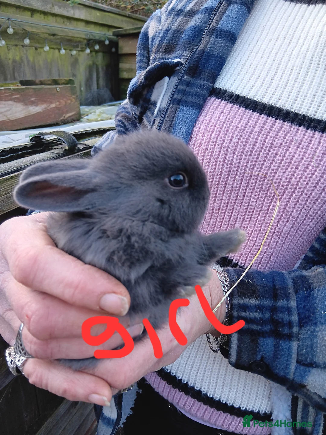 Mixed Breed rabbits for sale: Baby rabbits  - Advert 5
