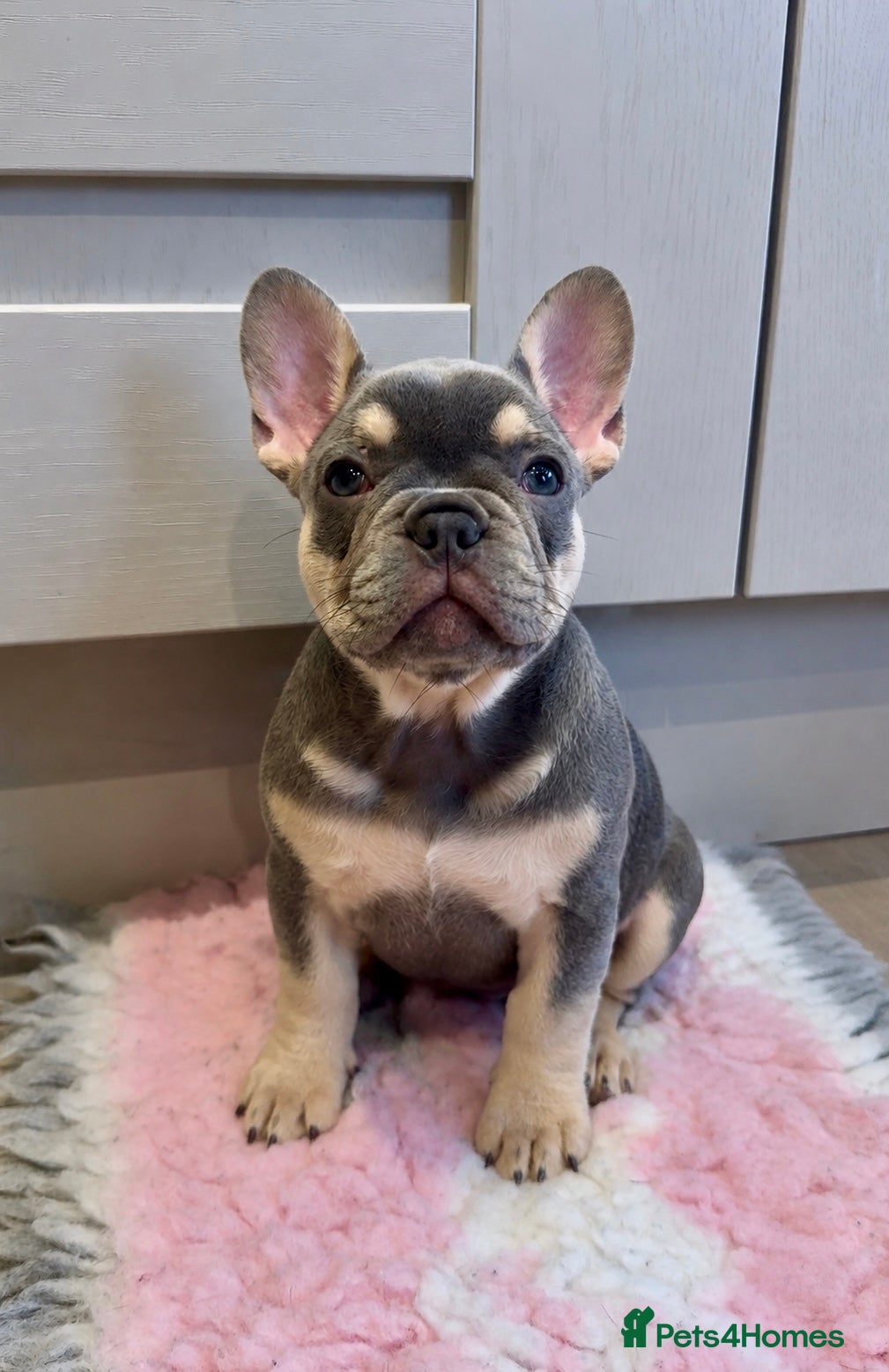 French Bulldog dogs for sale: Last Girl Remaining 🐶  KC Registered ! - Advert 6