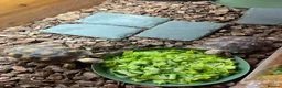 Tortoise reptiles for sale: Sulcata tortoise x2 with full set up - Advert 4