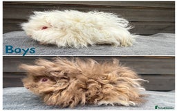 Guinea Pig rodents for sale: Lunkarya,Cream,Agouti,Tan (please see description) - Image 3