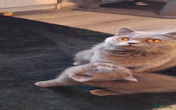 British Shorthair cats for sale: British Shorthair cats and kitten - Image 1