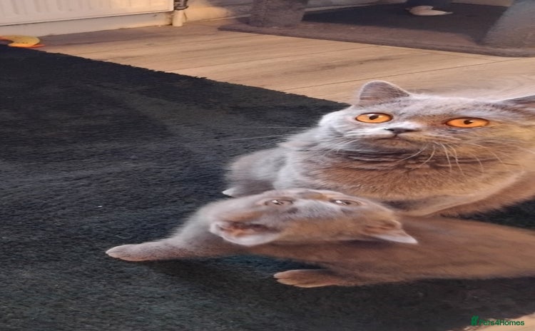 British Shorthair cats - Advert 15