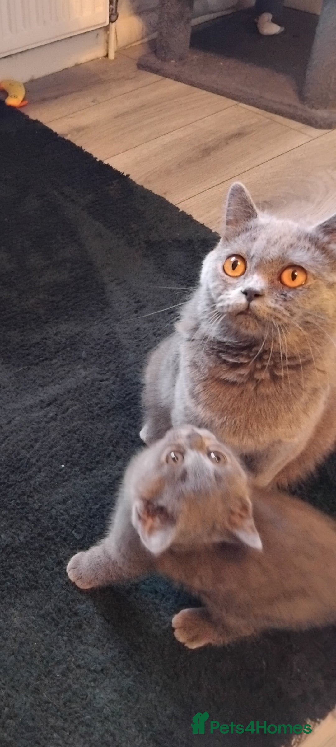 British Shorthair cats for sale: British Shorthair cats and kitten - Image 1