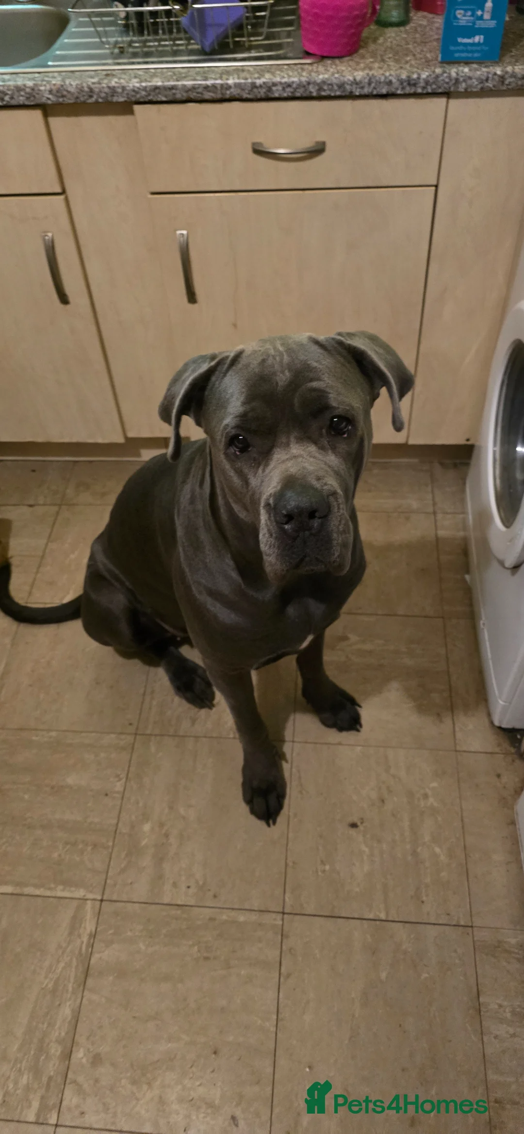 Cane Corso dogs for sale: 3 years old Cane Corso spayed - Advert 9