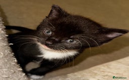 Domestic Shorthair cats for sale: Gorgeous boy and girl kittens  - Image 6