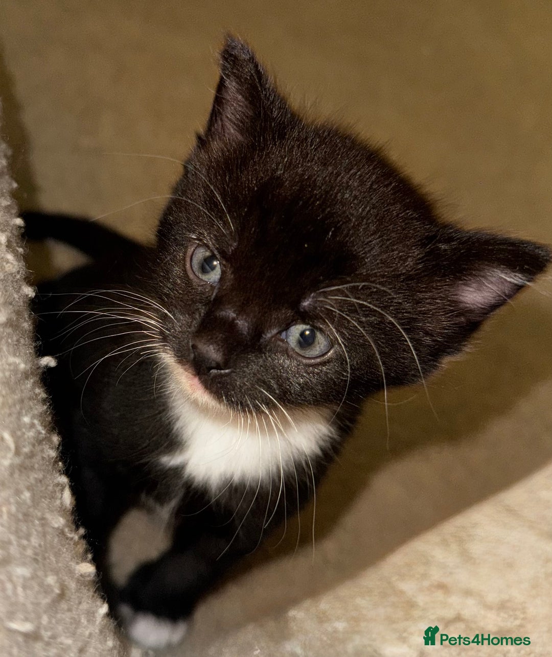 Domestic Shorthair cats for sale: Gorgeous boy and girl kittens  - Image 6
