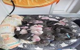 Staffordshire Bull Terrier dogs for sale: Blue Staffordshire bull terrier puppies  - Image 1