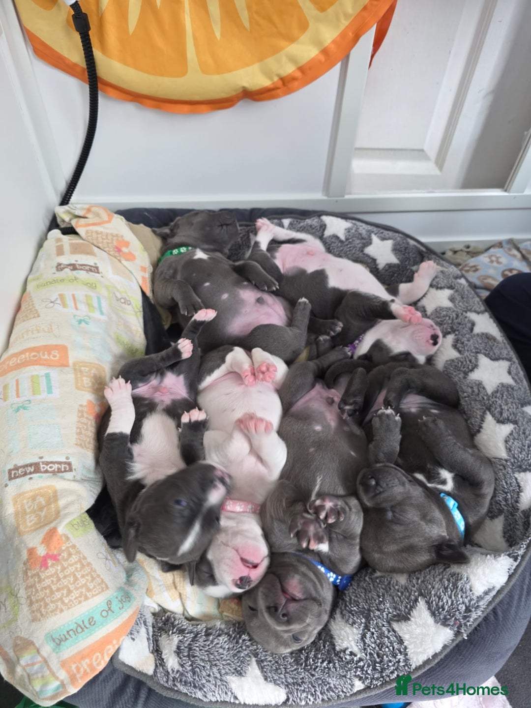 Staffordshire Bull Terrier dogs for sale: Blue Staffordshire bull terrier puppies  - Image 1