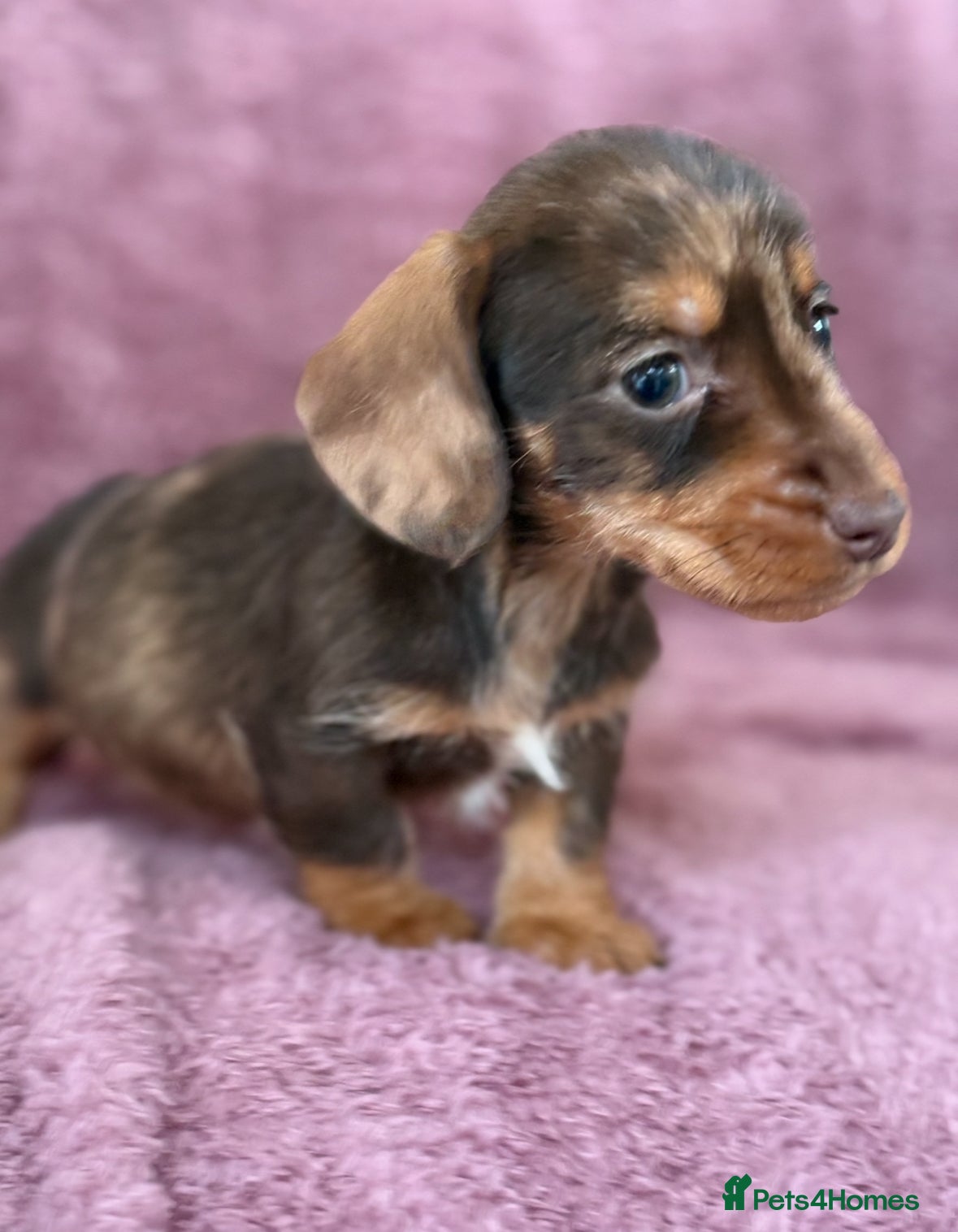 Dachshund dogs Kc miniature wire hair dachshunds  - Advert 4