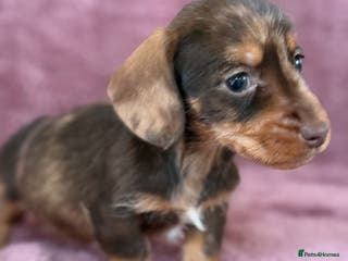 Dachshund dogs Kc miniature wire hair dachshunds - Advert 10