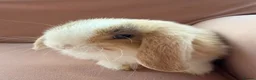 Mini Lop rabbits for sale: Pure mini lop bunnies reared indoors  - Advert 13