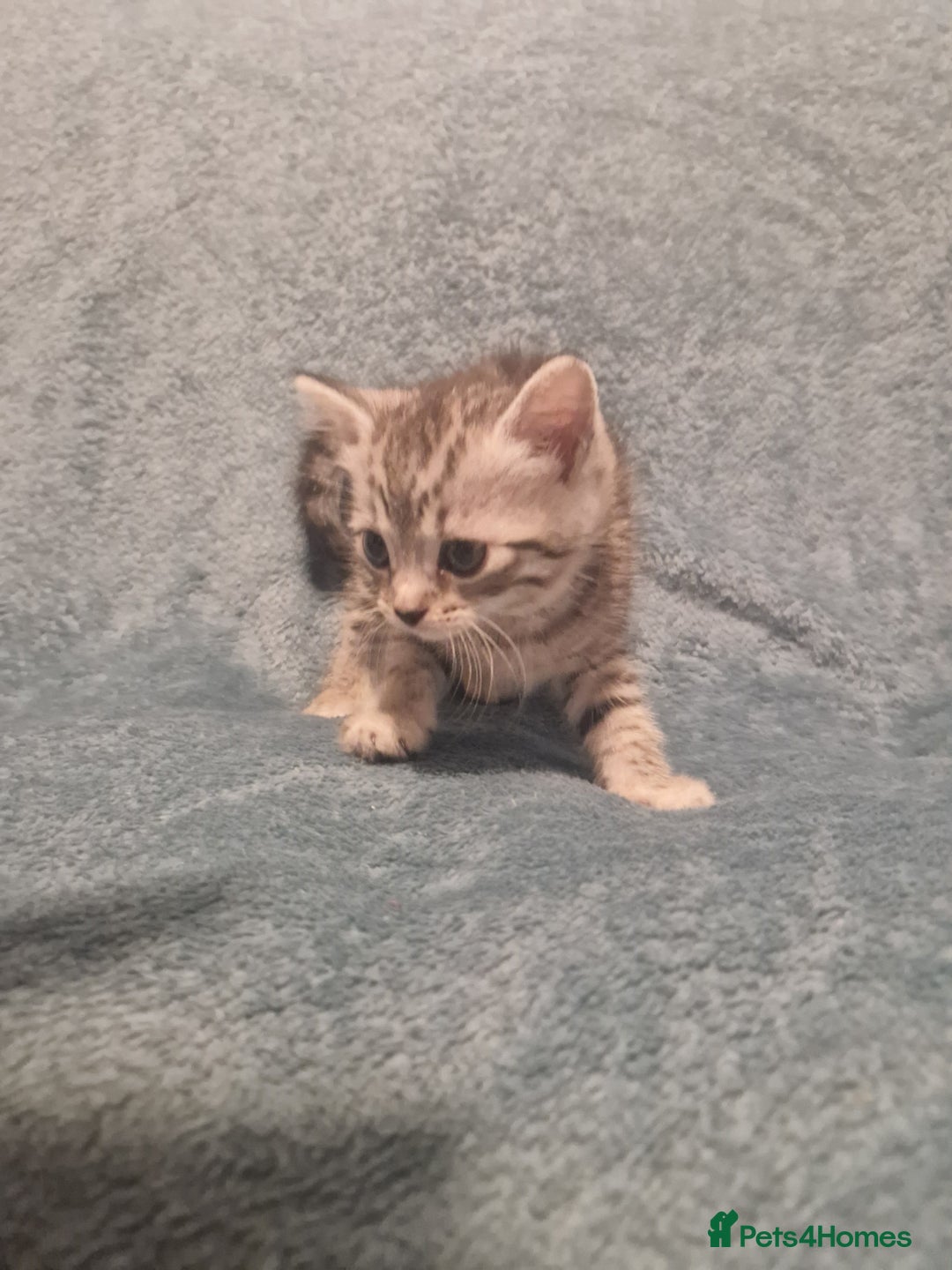 Mixed Breed cats for sale: Beautiful Kittens Available ✨️ in ELY - Image 33