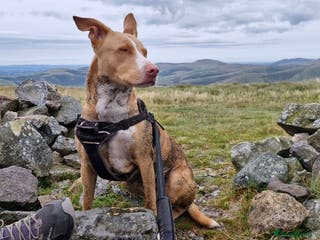 Mixed Breed dogs Bull grehound x collie (bull lurchers) - Advert 10