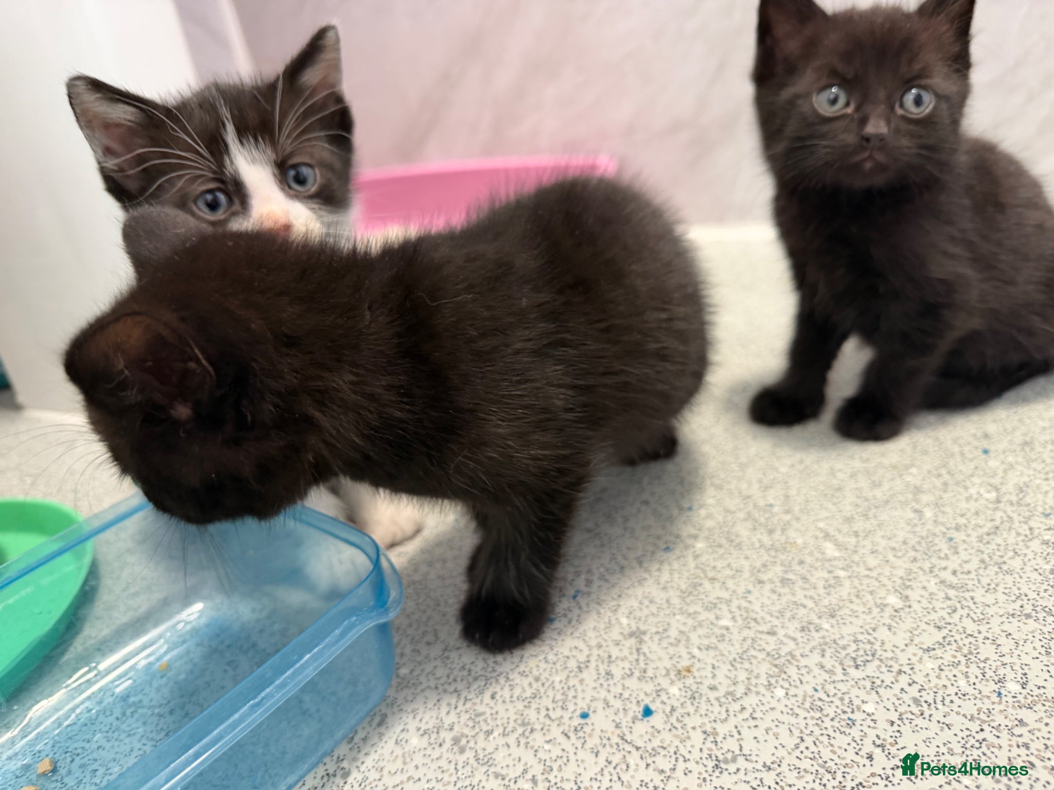 Mixed Breed cats for sale: Male Kittens  - Advert 6