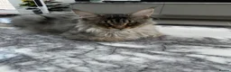 Maine Coon cats for sale: Beautiful Mainecoon kittens - Advert 12
