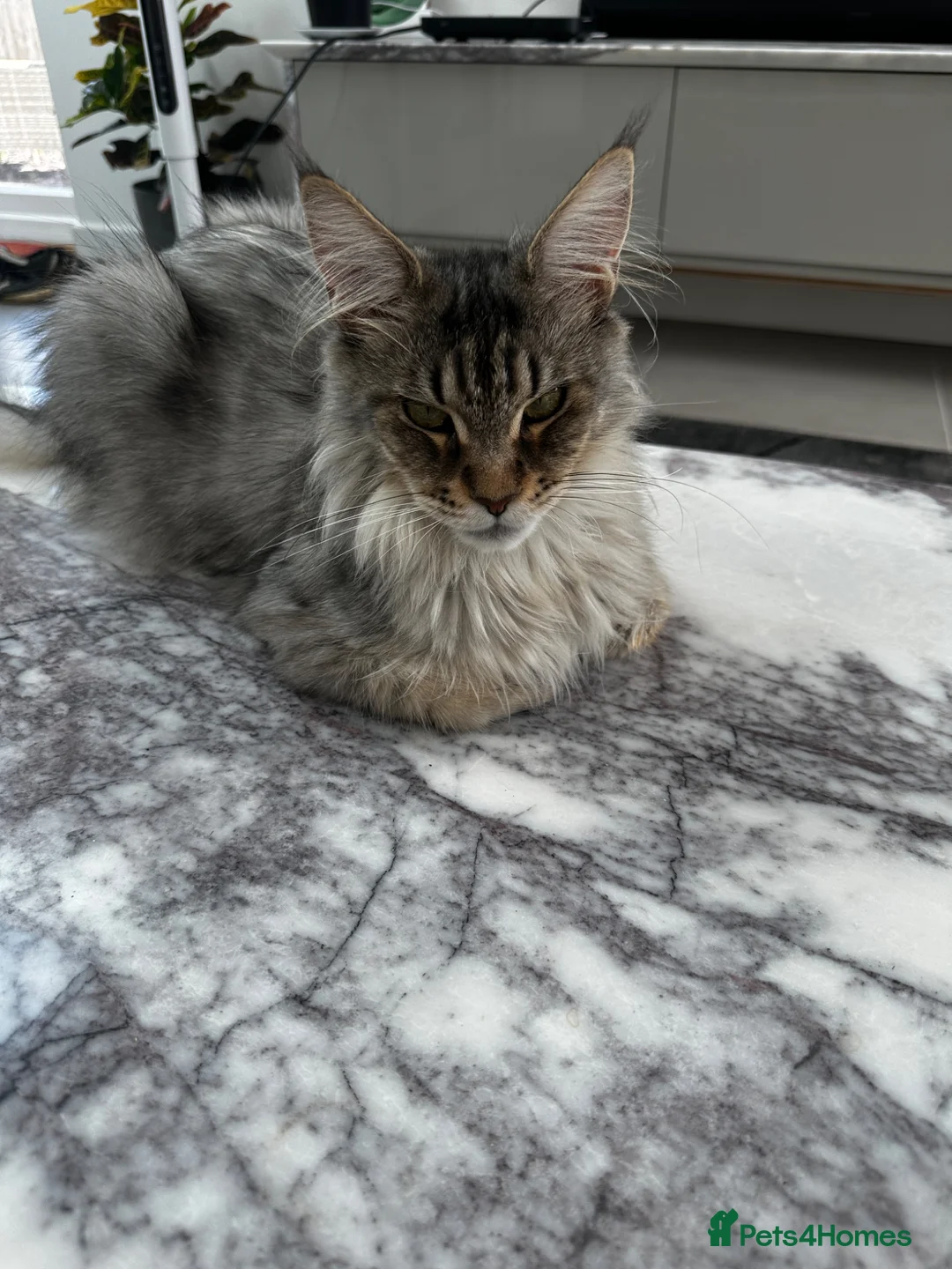 Maine Coon cats for sale: Beautiful Mainecoon kittens - Advert 12