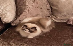 Ragdoll cats for sale: GCCF ragdoll kittens  - Image 4