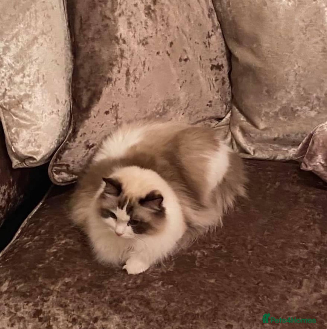 Ragdoll cats for sale: GCCF ragdoll kittens  - Image 4