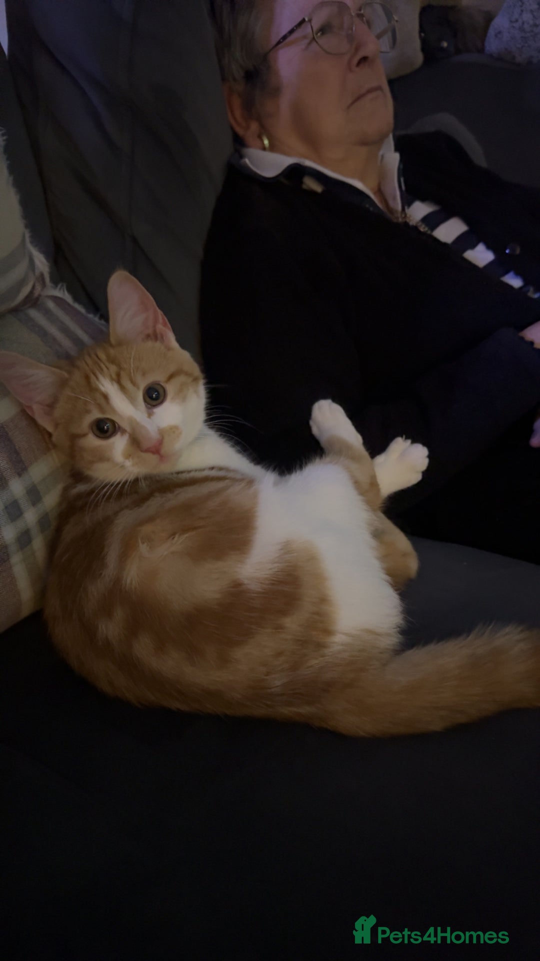 Mixed Breed cats for sale: Turkish angora mix  - Advert 1