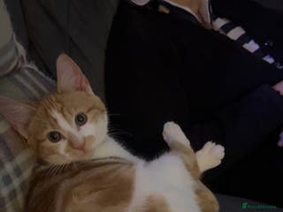 Mixed Breed cats Turkish angora mix - Advert 3