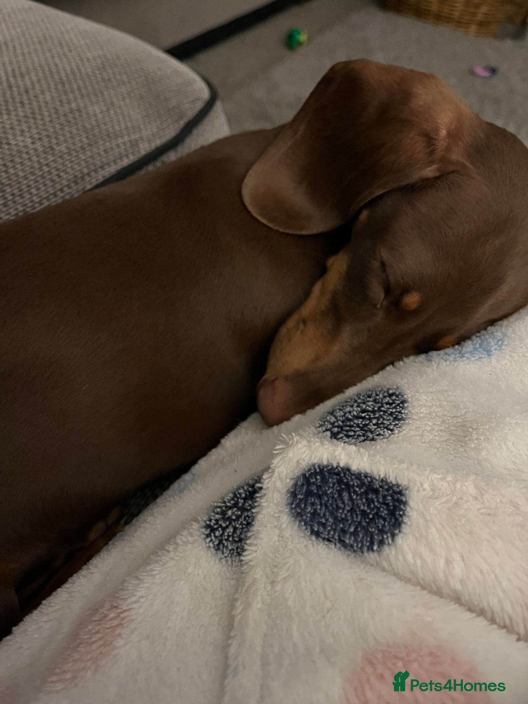 Miniature Dachshund dogs for sale: Miniature dachshund chocolate girl - Image 3
