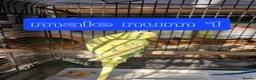Budgerigars birds for sale: 4x budgie chicks £40 each ready now - Advert 17