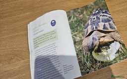 Tortoise reptiles for sale: 4YO (f) hermann & 3YO (f) spur tighed tortoise  - Image 14