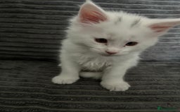Maine Coon cats for sale: Kittens  - Image 4
