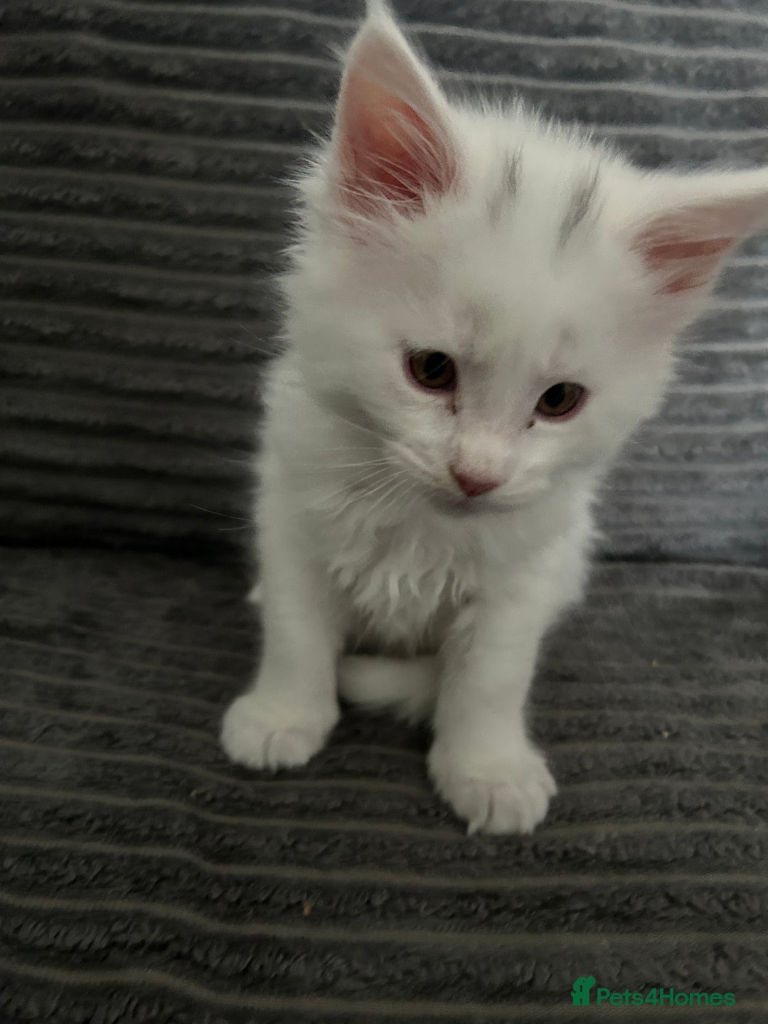 Maine Coon cats for sale: Kittens  - Image 4