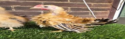 Chickens poultry for sale: Serama Cockerels  - Advert 2