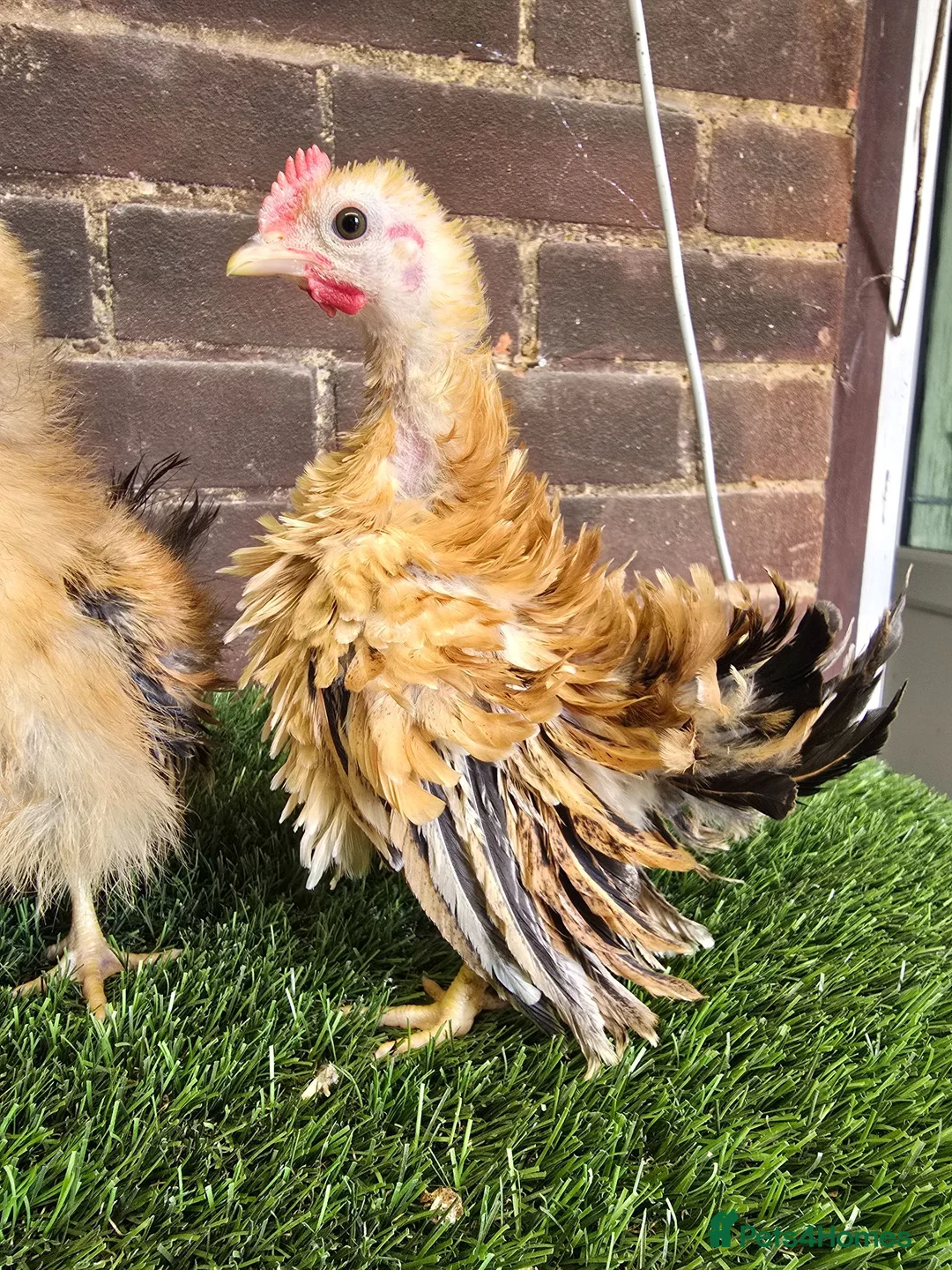 Chickens poultry for sale: Serama Cockerels  - Advert 2