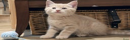 Mixed Breed cats for sale: 3 Adorable Kittens Looking for Their Forever Homes - Advert 2
