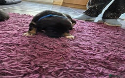 Mixed Breed dogs for sale: Collie x Kelpie Puppies ready to go 28th December  - Advert 16