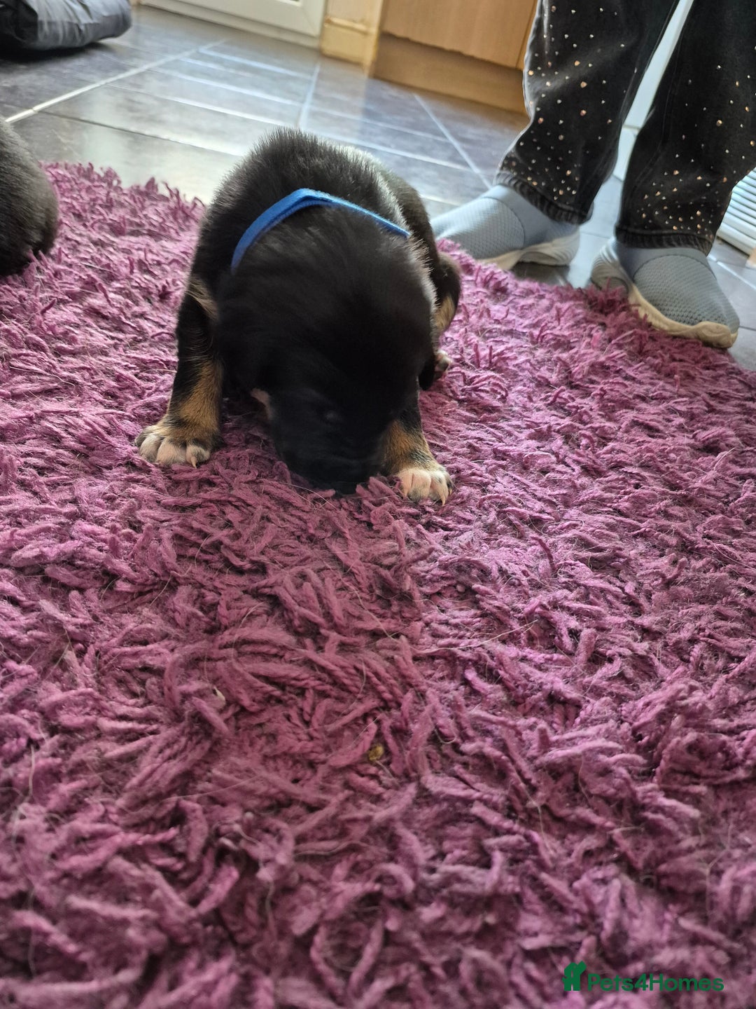 Mixed Breed dogs for sale: Collie x Kelpie Puppies ready to go 28th December  - Advert 16