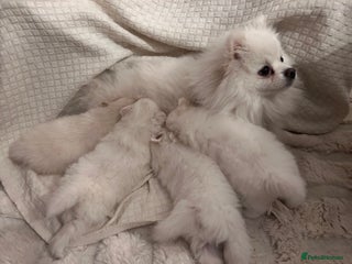 Pomeranian dogs - Advert 12