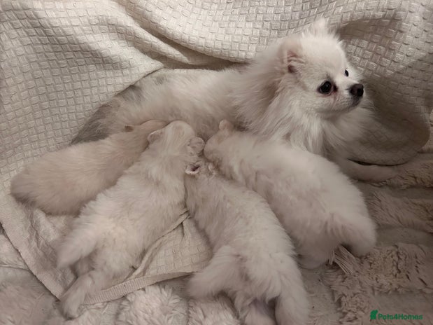 Pomeranian dogs - Advert 1