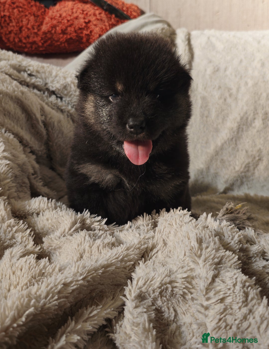 Eurasier dogs for sale: Eurasier Puppies KC Registered in Northampton - Image 29