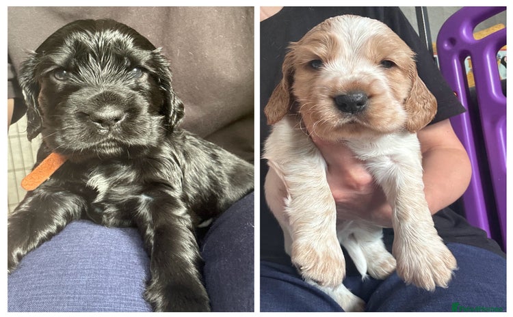 Cocker Spaniel dogs - Advert 12