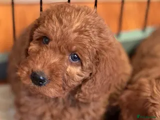 Australian Labradoodle dogs Australian labradoodles - Advert 1