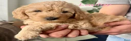 Mixed Breed dogs for sale: 9 Australian Labradoodles  - Advert 5
