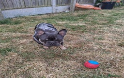 French Bulldog dogs for sale: French bulldog Teddy needs a new home - Image 3