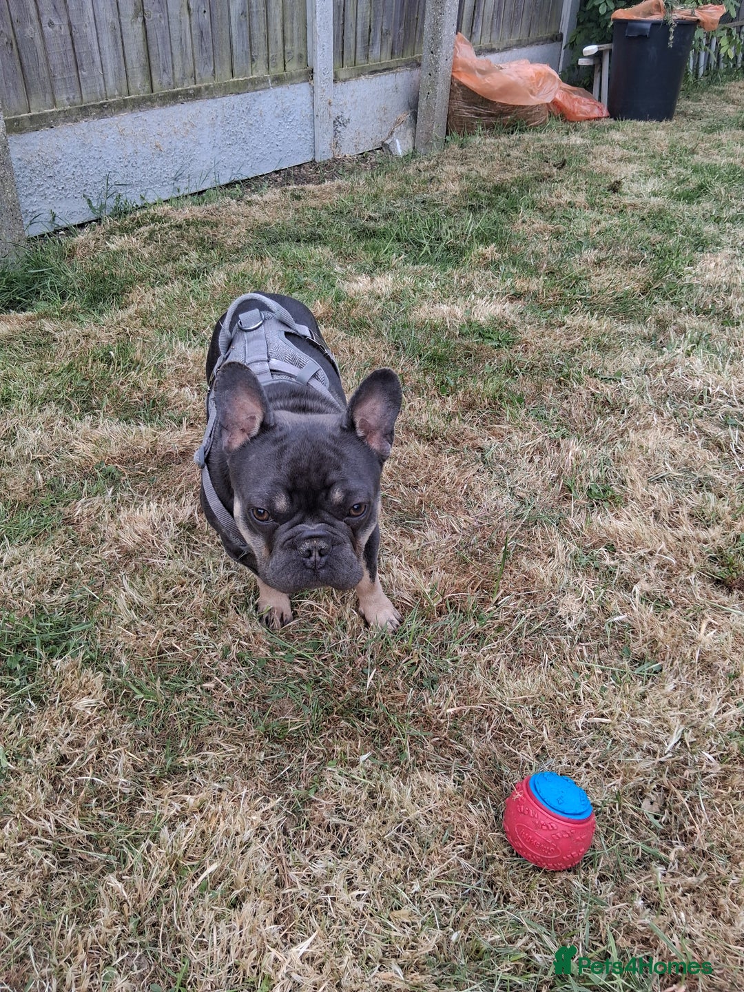 French Bulldog dogs for sale: French bulldog Teddy needs a new home - Image 3
