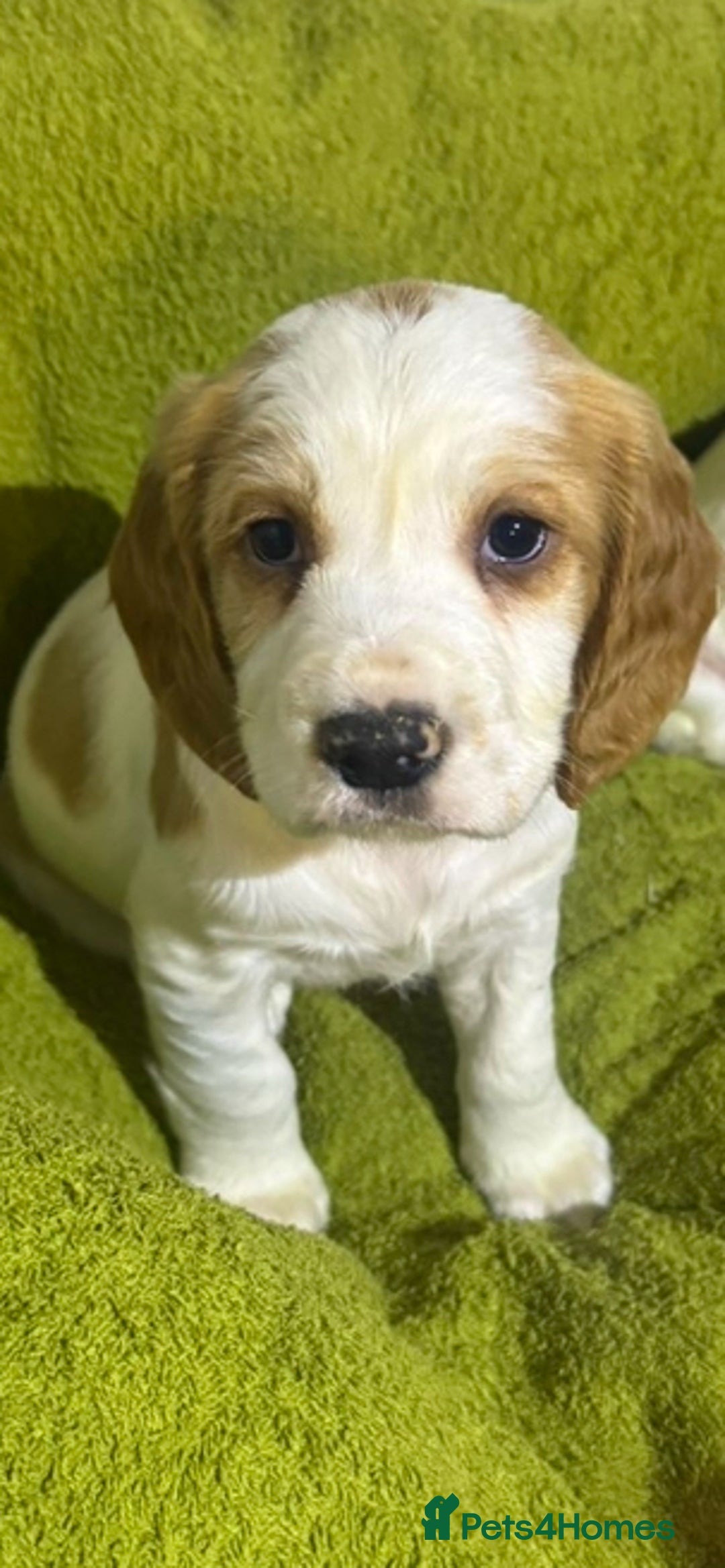 Cocker Spaniel dogs for sale: Show Cocker spaniels - Advert 5