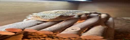 Bearded Dragon reptiles for sale: Male Bearded Dragon for sale  in Bristol - Advert 5